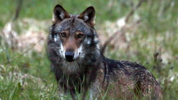 ARCHIV ? ZU DEN THEMEN AN DER HERBSTSESSION DER EIDGENOESSISCHEN RAETE VON HEUTE DIENSTAG, 10. SEPTEMBER 2019, STELLEN WIR IHNEN FOLGENDES BILDMATERIAL ZUR VERFUEGUNG - Ein Wolf, mutmasslich &quot;M35 ...
