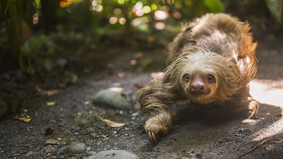 Faultier sichten leicht gemacht, etwa im Nationalpark Tortuguero.