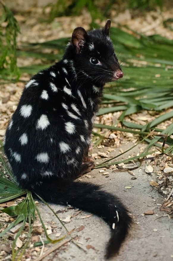 tüpfelbeutelmarder

https://ch.pinterest.com/pin/1121888957184066326/