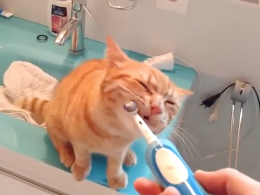 Diese Katze braucht nicht mehr als eine elektrische Zahnbürste, um glücklich zu sein