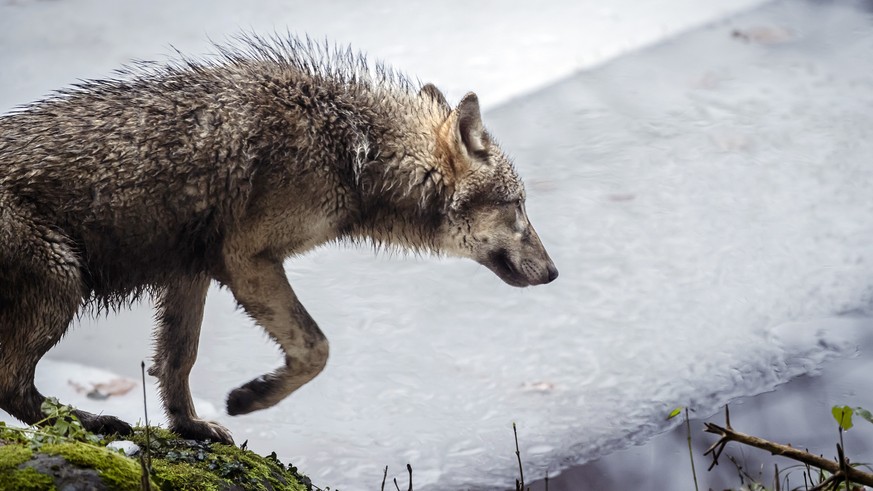 Ein Wolf im Wildnispark Langenberg, aufgenommen am Freitag, 8. Dezember 2023 in Langnau am Albis.Die Woelfe im Wildnispark Zuerich Langenberg stammen urspruenglich von Wildfaengen in den Karpaten ab u ...