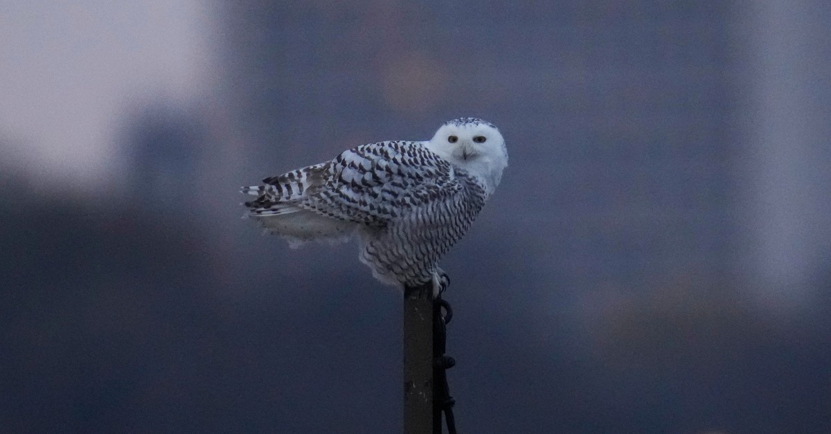 «Echter Durchbruch»: 130 Staaten beschliessen strengeren Schutz für 40 Tierarten