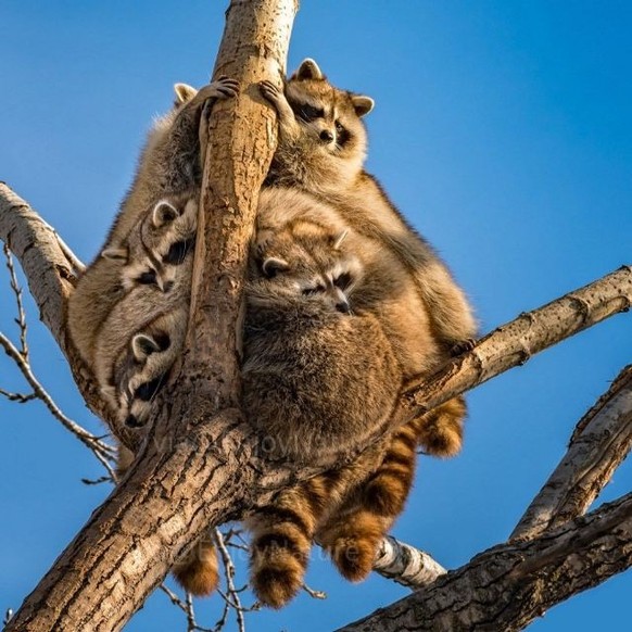 cute news tier waschbär

https://ch.pinterest.com/pin/1121888957177010856/