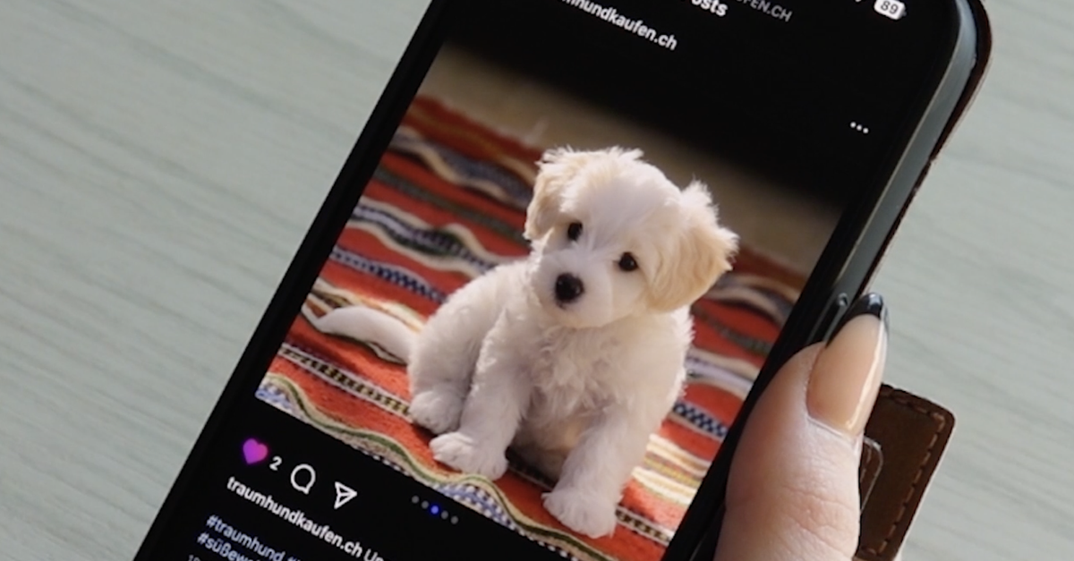 Tierleid-per-Mausklick-Das-schmutzige-Gesch-ft-hinter-s-ssen-Welpenbildern