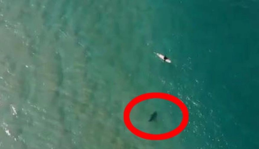 Hai pirscht sich an ahnungslosen Surfer heran: Dann kommt Hilfe – von oben!