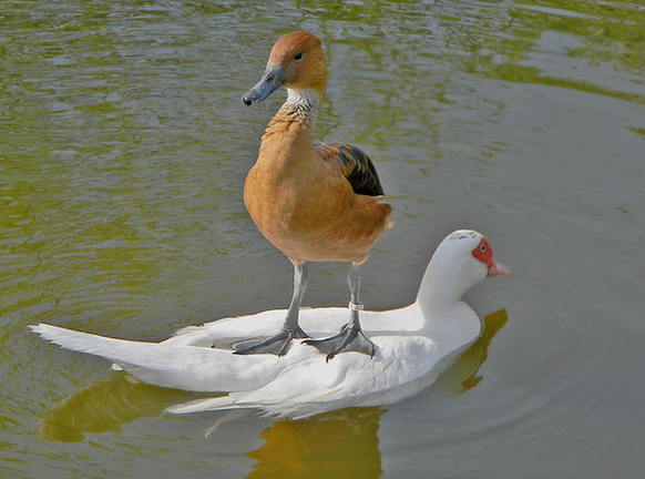 Ente ist gemein.
Cute News
http://imgur.com/gallery/Jj8MH