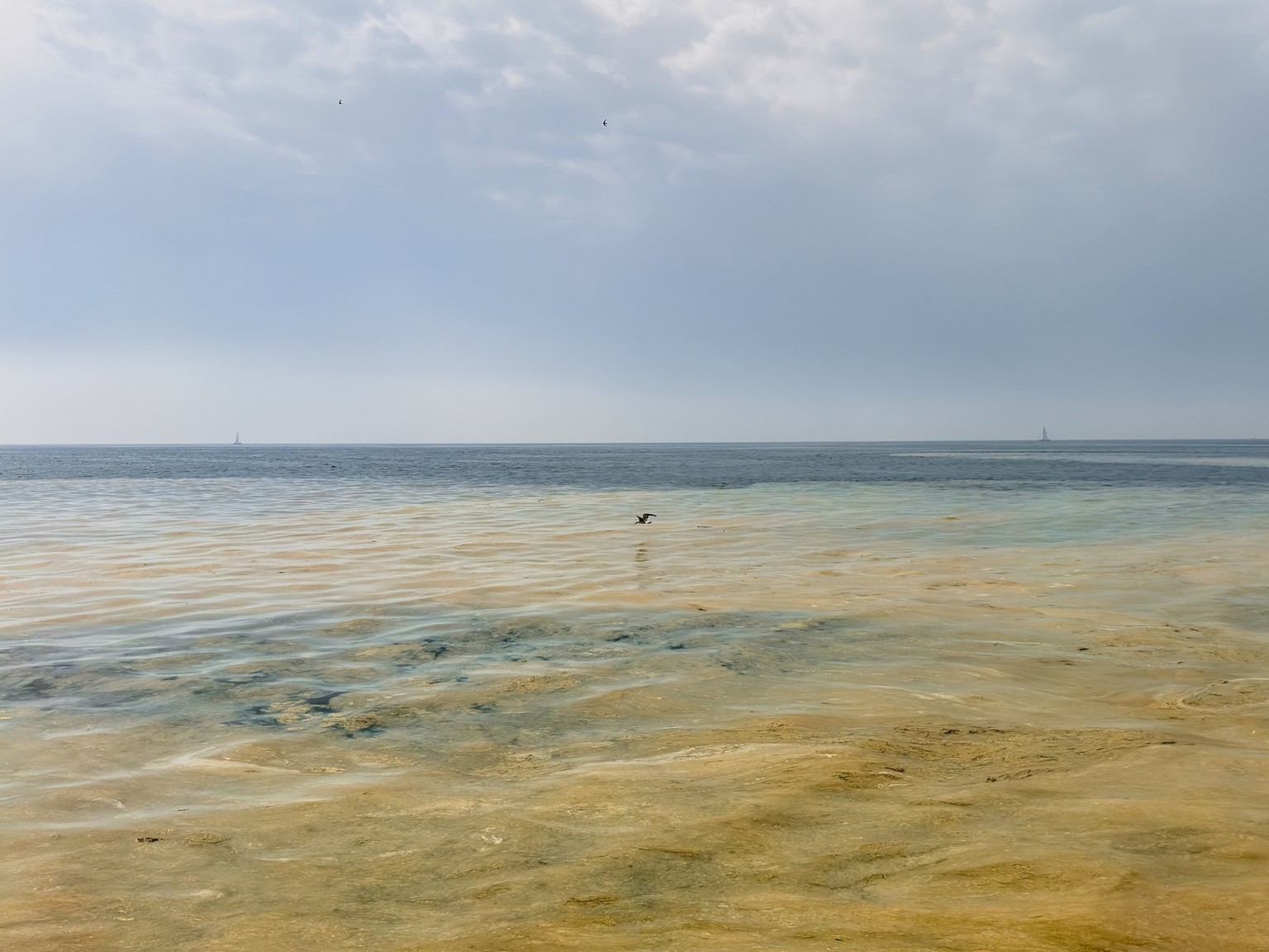 Verschmutzes Meerwasser durch Algen an der adriatischen Küste in Slowenien.