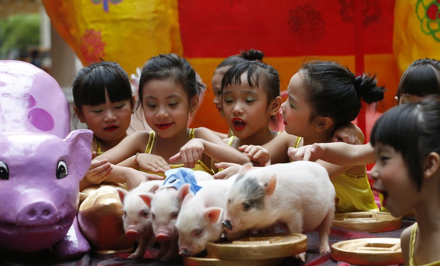 Filipino Chinese girls play with live Teacup pigs, a rare pet in the country, ahead of the Chinese New Year celebrations Friday, Feb. 1, 2019, at Manila&#039;s Lucky Chinatown Plaza in Manila, Philipp ...