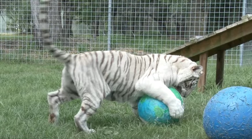Diese Wildkatzen sind genauso verspielt, wie unsere Stubentiger