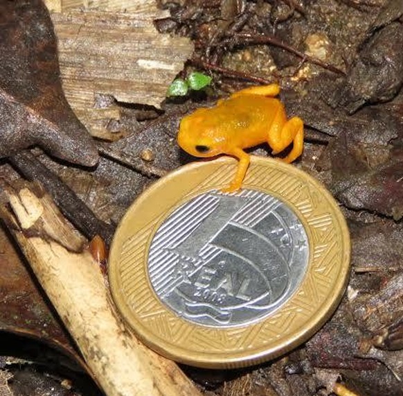 cute news tier gelbe sattelkröte

https://www.reddit.com/r/Awwducational/comments/1fybzc4/the_pumpkin_toadlet_is_one_of_the_smallest_frogs/