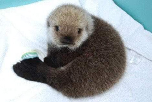 otter cute news tier animal

https://imgur.com/KUlDD0S