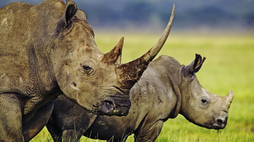 HANDOUT- Spitzmaulnashorn - 2013 wurden in Suedafrika 919 Nashoerner gewildert. Das sind knapp 50 Prozent mehr als letztes Jahr. Fuer den WWF ist das Nashorn deshalb der Verlierer der bedrohten Tierar ...