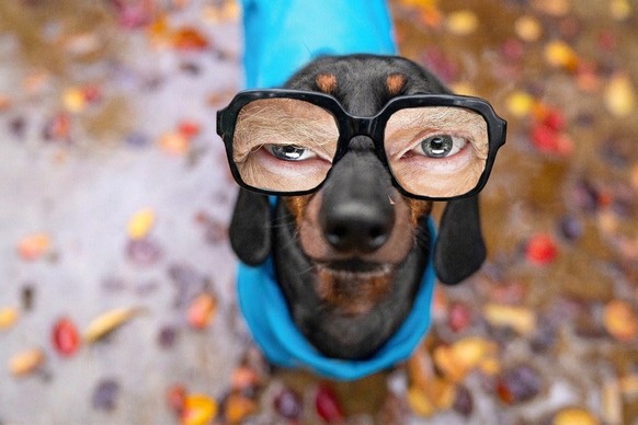 Satire: Wie Hunde weniger Nerven. Die neue Zensurbrille