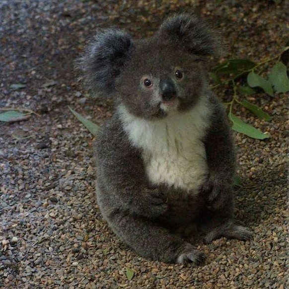 cute news koala

https://ch.pinterest.com/pin/78320481015830026/