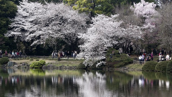 Cherry blossom flowers are reflected on a pond at Shinjuku Gyoen national garden in Tokyo, Monday, March 26, 2018. Cherry blossom flowers are at full bloom in Tokyo, Japan as it warms up for the sprin ...