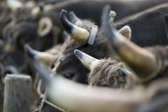 Rund 250 Stiere werden anlaesslich des 125. Zuger Stierenmarktes vom Mittwoch 9. September 2015 im Zuger Stierenmarktareal praesentiert. (KEYSTONE/Urs Flueeler)