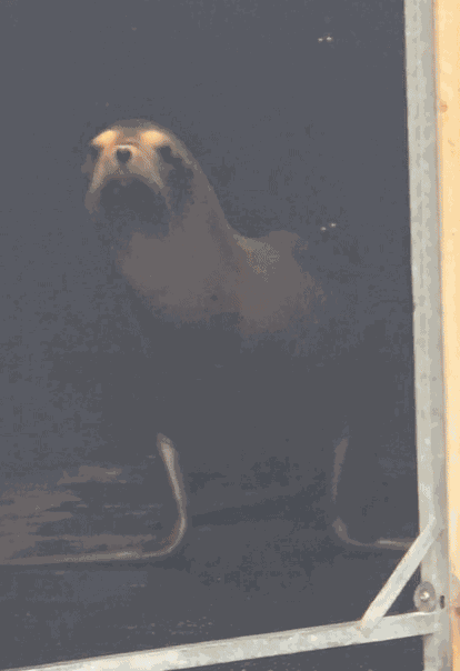 Animiertes GIF