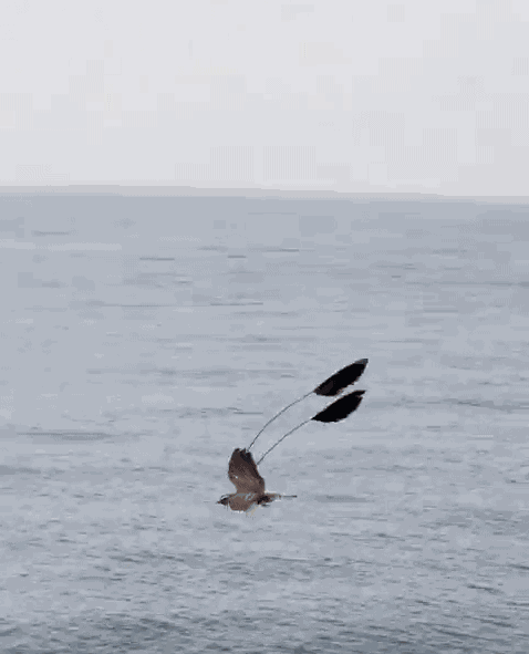Animiertes GIF