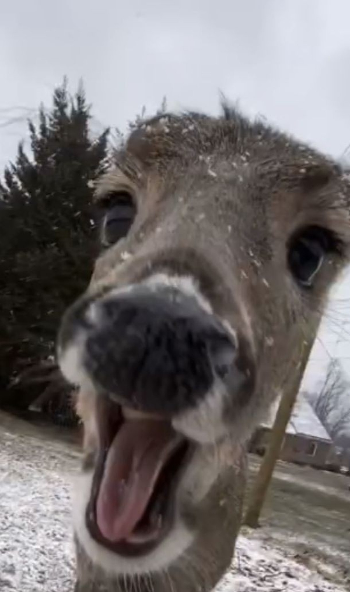 cute news tier reh

https://ch.pinterest.com/pin/351912464813388/