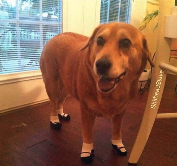 Hund mit Schuhen
Cute News
https://imgur.com/gallery/gGXSv