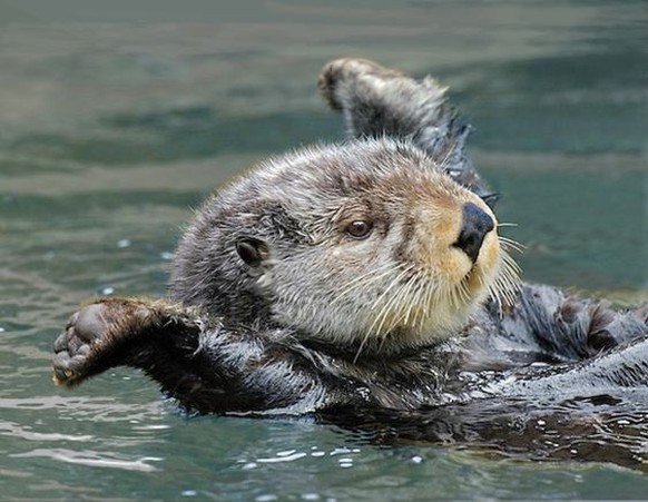cute news tier otter

https://www.pinterest.ch/pin/1121888957169119548/