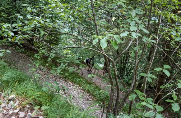 Der Abstieg bei Dürrschrennen ist von vielen Bäumen umgeben.