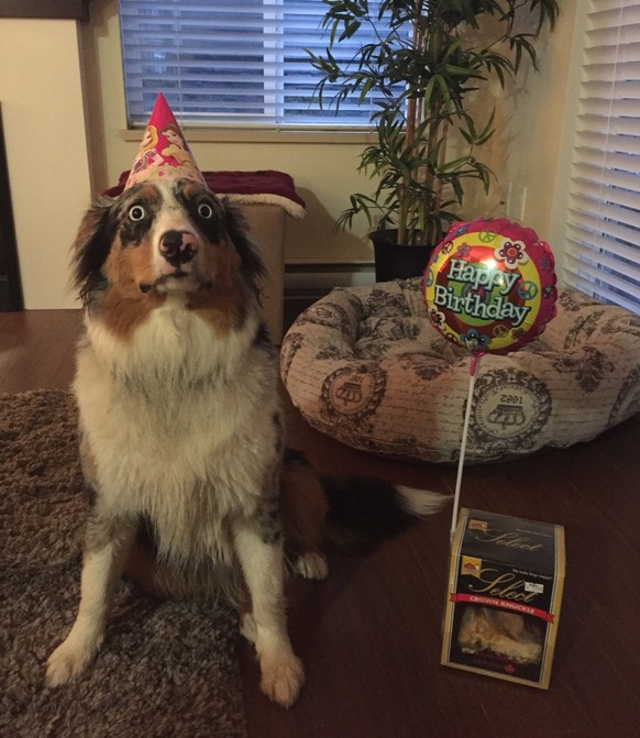 Hund ist geschockt.
Cute News
https://imgur.com/gallery/v0ZJLoM