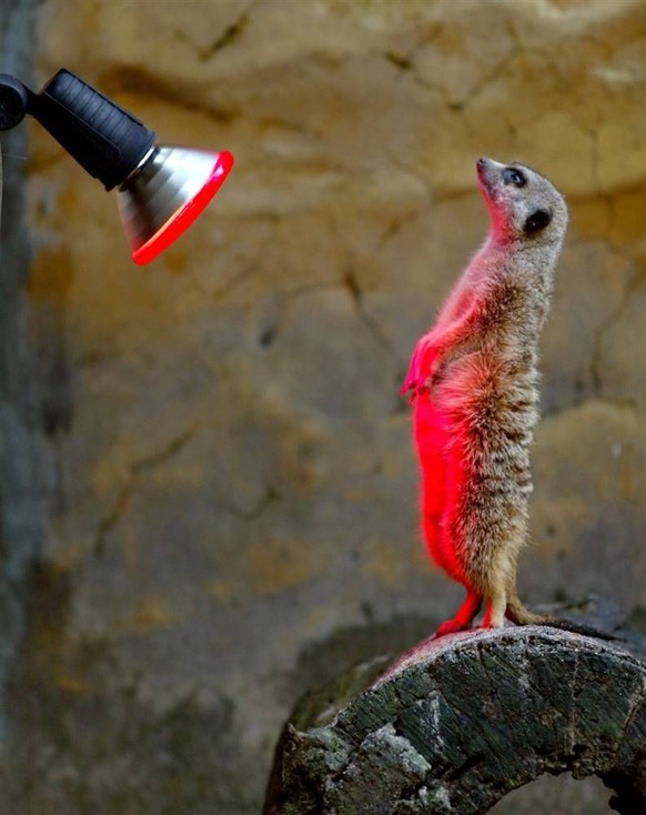 cute news tier erdmännchen

https://ch.pinterest.com/pin/40884309113285826/
