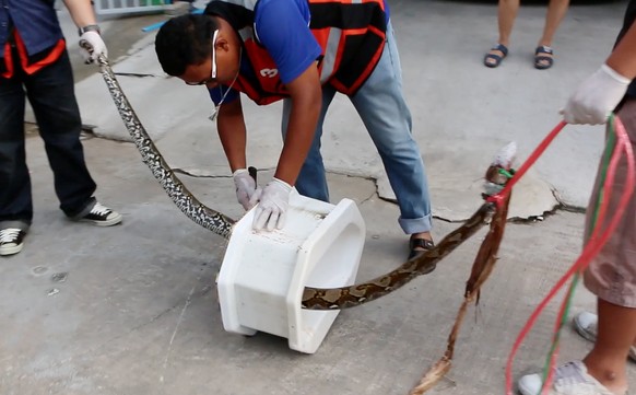 Drei ganze Meter lang war das Sauviech letzthin in Thailand!