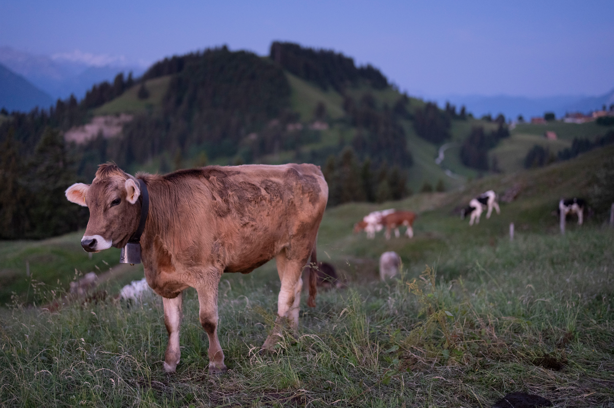 Kuehe stehen auf der Alpwiese am Morgen um 5 Uhr vor der grossen Hitze, fotografiert am Sonntag, 21. Juni 2026 auf der Rigi. (KEYSTONE/Gaetan Bally)