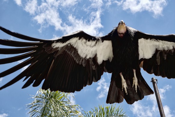 California Condor flies at the Los Angeles Zoo on Tuesday, May 2, 2023.  California condors get a vaccine against a deadly variant of avian flu that is already ...
