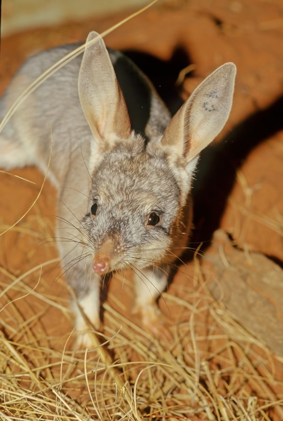 Macrotis is a genus of desert-dwelling marsupial omnivores known as bilbies or rabbit-bandicoots; they are members of the order Peramelemorphia