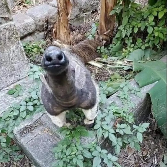 cute news tier ameisenbär

https://www.instagram.com/p/DU2Ctswkt3D/