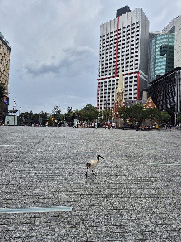 corinas bilder australien cute news