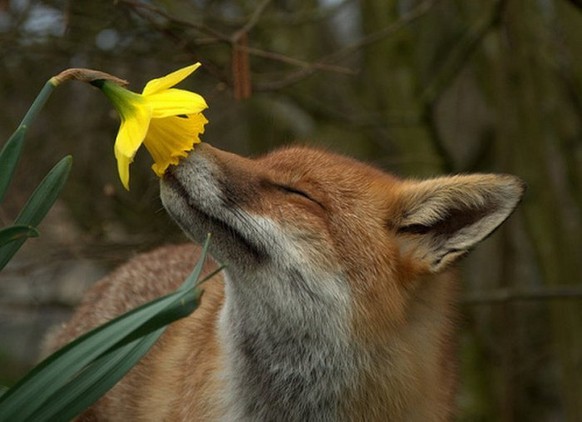 Fuchs riecht an Blume.
http://imgur.com/gallery/0QMSJ
Cute News