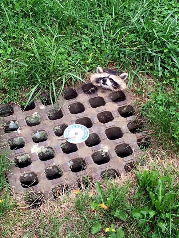 Today our Animal Control Officer was called to assist the VA Hospital PD and maintenance with a raccoon stuck in a sewer drain. After some time and the assistance of some cooking grease she was able t ...