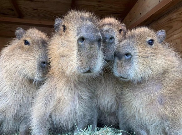 capybara

https://imgur.com/t/capybara/uDVTae1