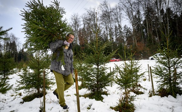 Une personne porte un sapin de Noel fraichement coupe lors de la recolte par la population locale ce mercredi 14 decembre 2022 en bordure de foret a Pampigny sur la commune de Hautemorges. Alors que N ...
