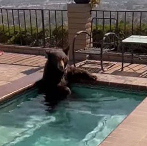 Bär in Pool.