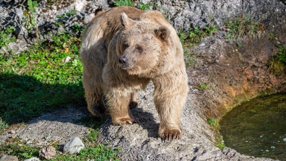 Bär Maya Tierpark Goldau