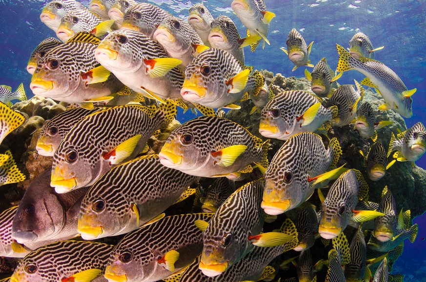 Süsslippe-Fisch beim Great Barrier Reef vor Australien.