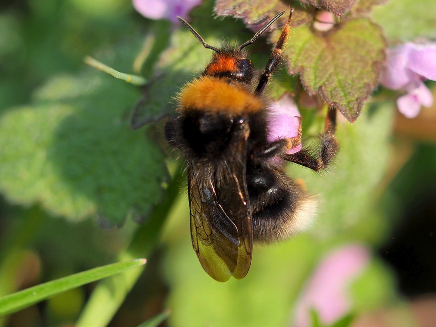 Hummel-Königin