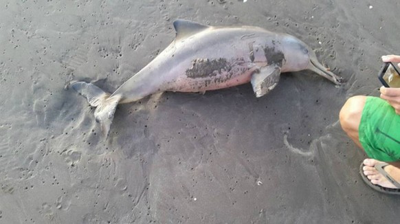 Statt das Tier zurück ins Wasser zu befördern, reichten es Touristen herum. Der Baby-Delfin starb im Sand.<br data-editable="remove">