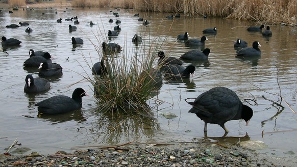 Blaessrallen suchen am Samstag, 25. Februar 2006, im Bodensee bei Kreuzlingen, Schweiz, nach Futter. Mit dem ersten Vogelgrippe-Fall am deutschen Bodenseeufer und dem erstmaligen Ausbrechen der Seuche ...