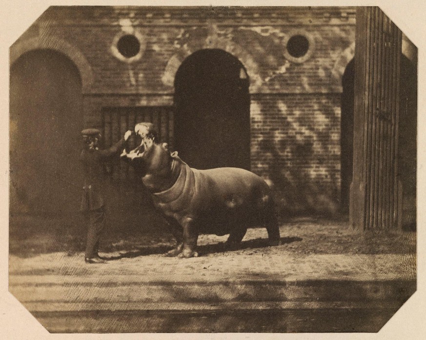 Obaysch im Londoner Zoo, 1852.