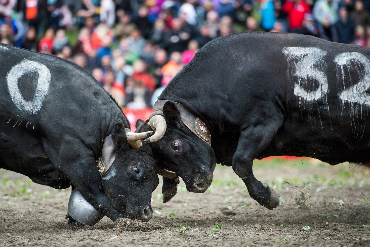 Le «combat des reines» attire plusieurs milliers de spectateurs en Valais.
