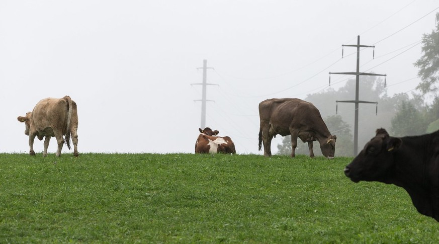 Kühe sind ortsgebundener als Menschen und daher der Strahlung ausgesetzter.&nbsp;