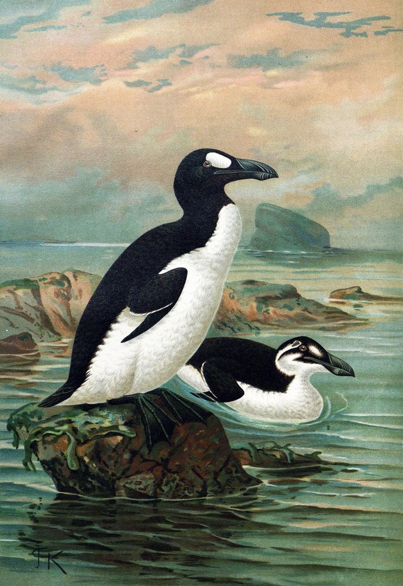 Riesenalke im Sommerkleid (stehend) und Winterkleid Gemälde von J. G. Keulemans, um 1900
