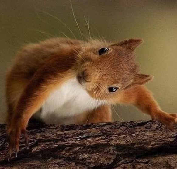 cute news tier eichhörnchen

https://ch.pinterest.com/pin/1121888957180033450/