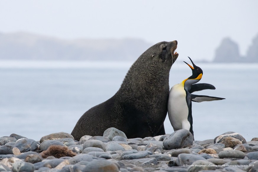 The Comedy Wildlife Photography Awards 2019
Thomas Mangelsen
Jackson
United States
Phone: 307-733-6179
Email: andrew@mangelsenstock.com
Title: Chest Bump
Description: It was impossible to know what th ...